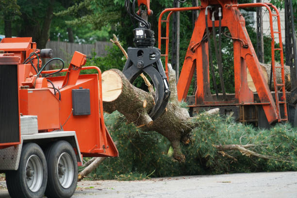 Professional Tree Removal in Grand Bay, AL